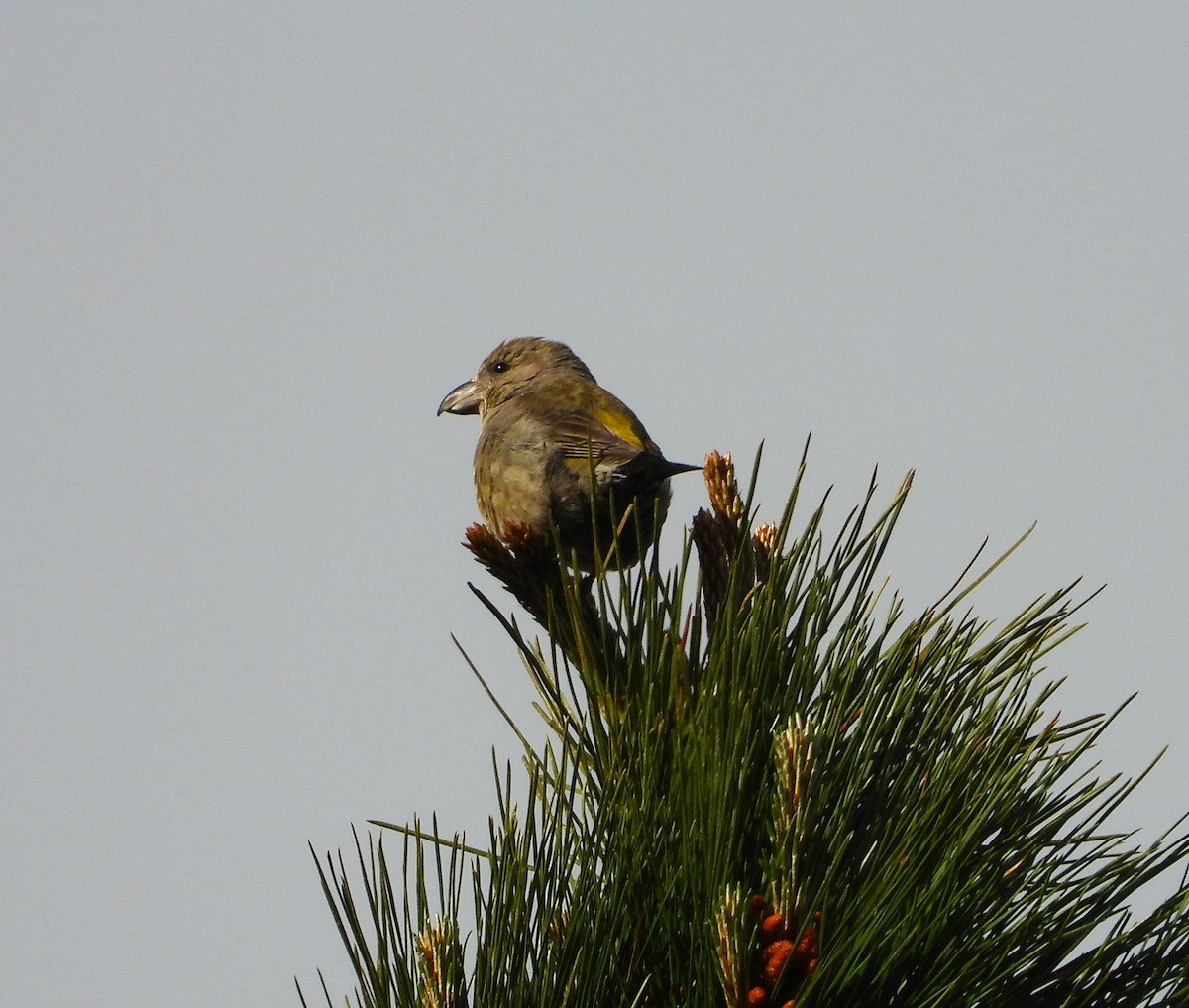 Red Crossbill - ML615382153