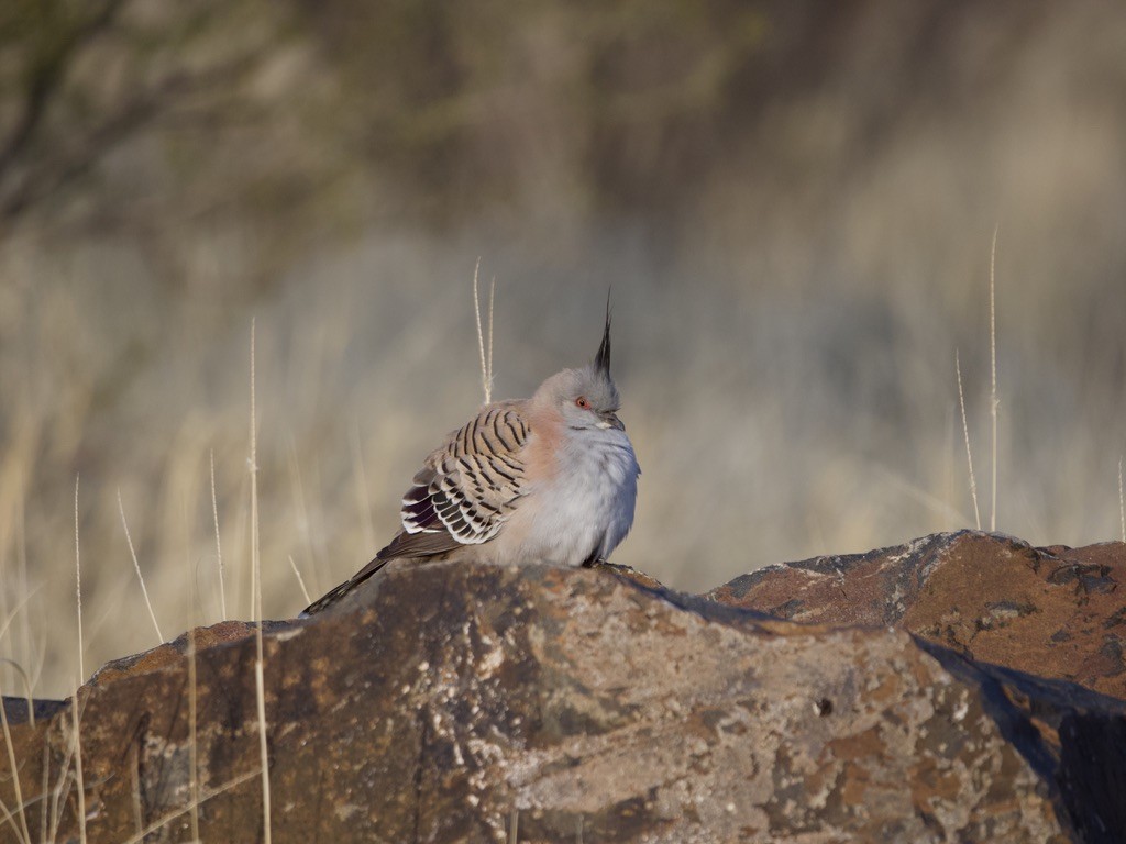Crested Pigeon - ML615382263