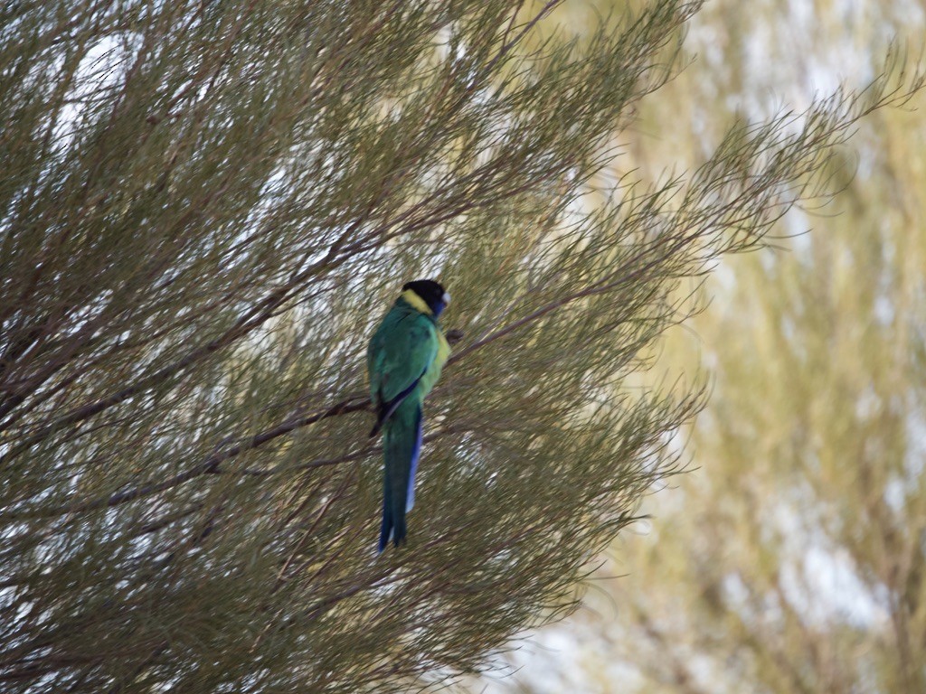 Australian Ringneck - ML615382265