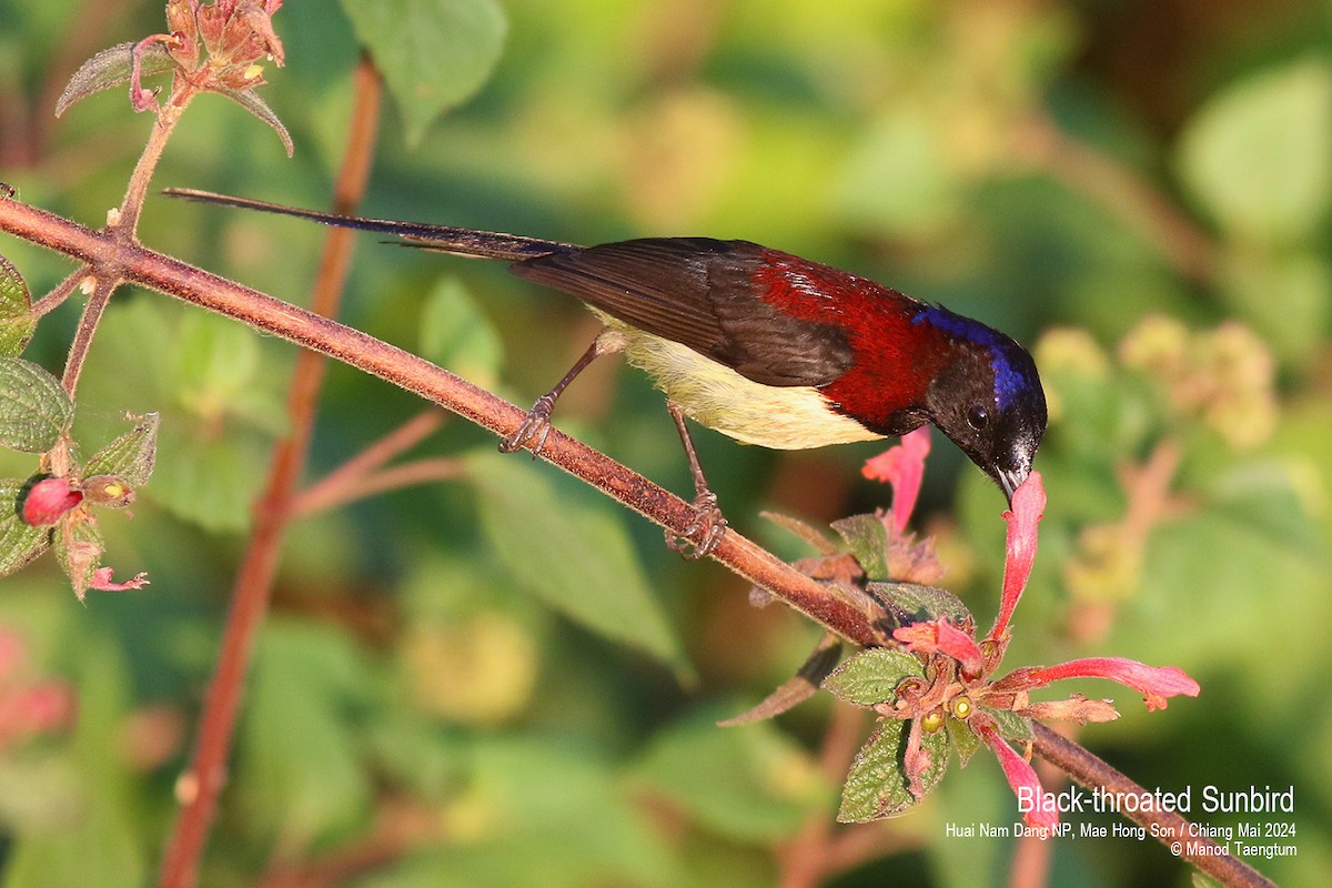 Black-throated Sunbird - Manod Taengtum