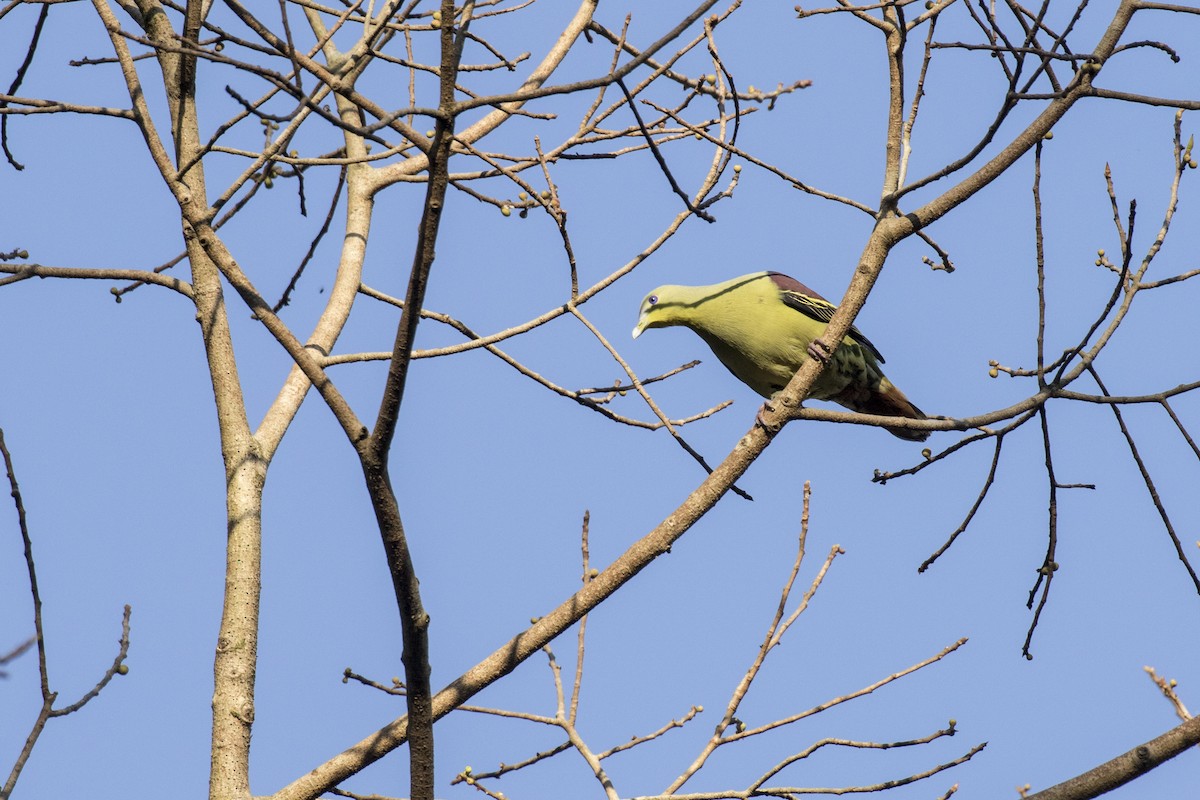 Gray-fronted Green-Pigeon - ML615382478