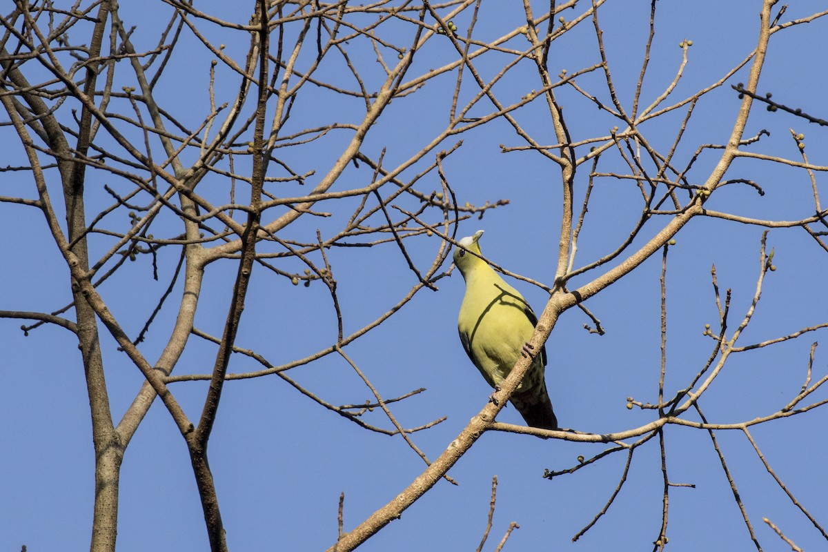 Gray-fronted Green-Pigeon - Ramesh Shenai