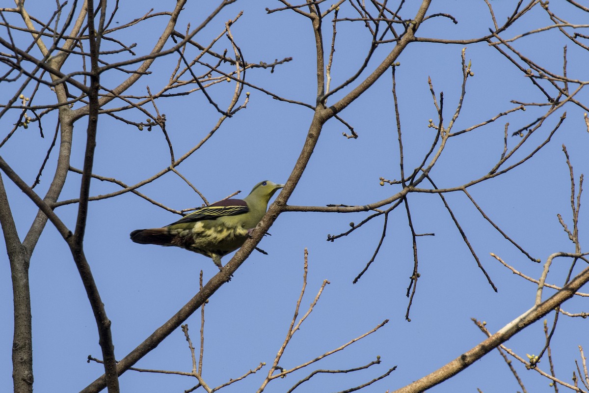 Gray-fronted Green-Pigeon - Ramesh Shenai