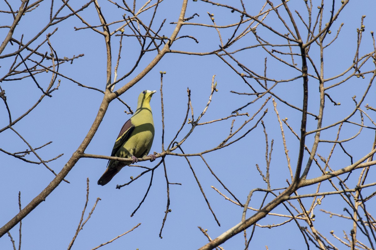 Gray-fronted Green-Pigeon - ML615382484