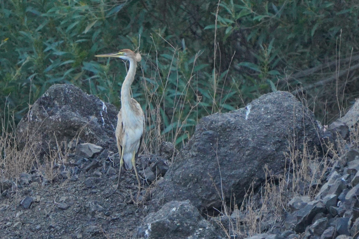 Purple Heron (Bourne's) - ML615382695