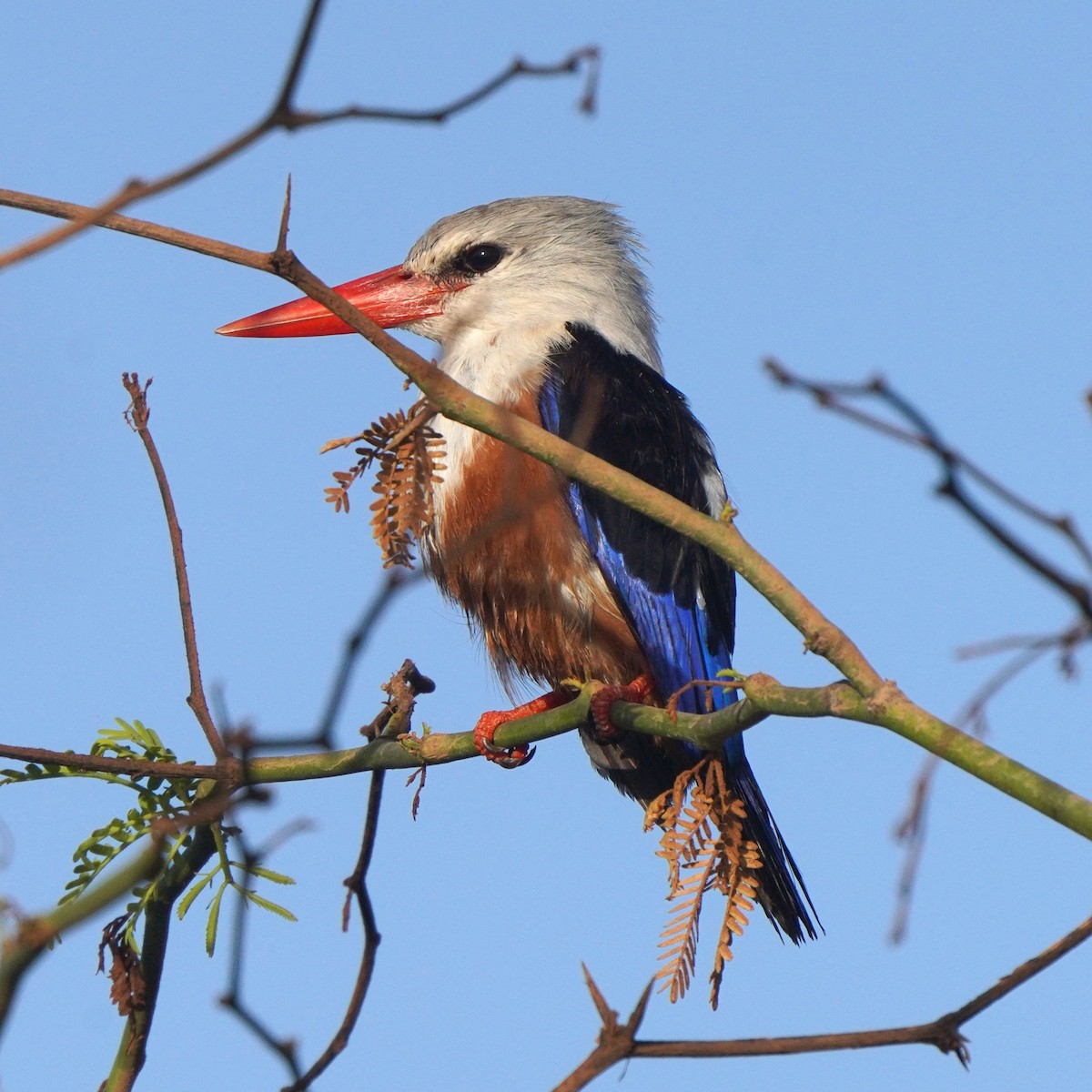 Gray-headed Kingfisher - Jörg Albert