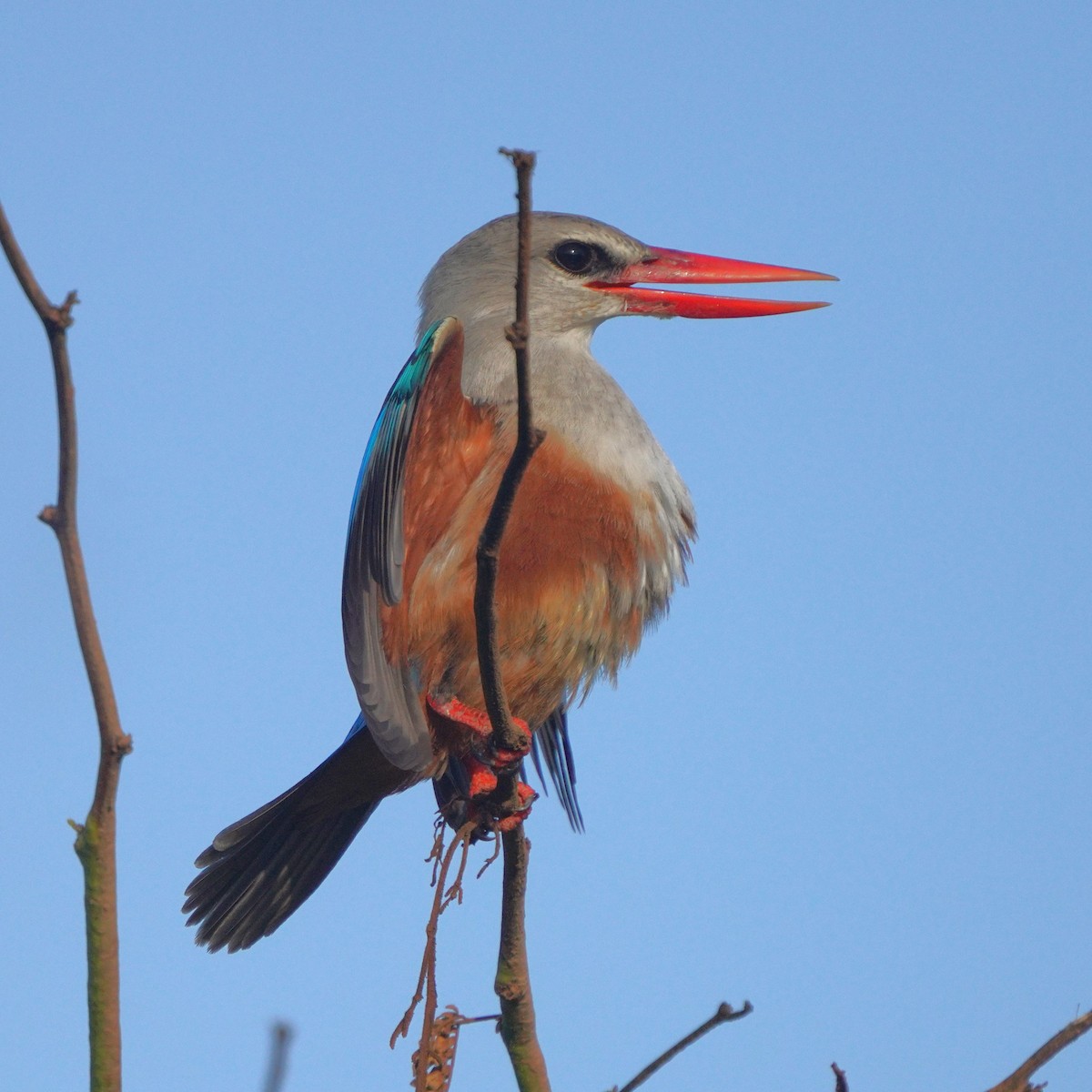 Gray-headed Kingfisher - Jörg Albert