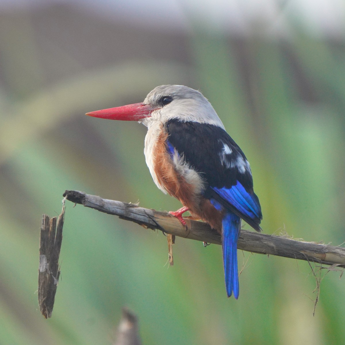 Gray-headed Kingfisher - ML615382778