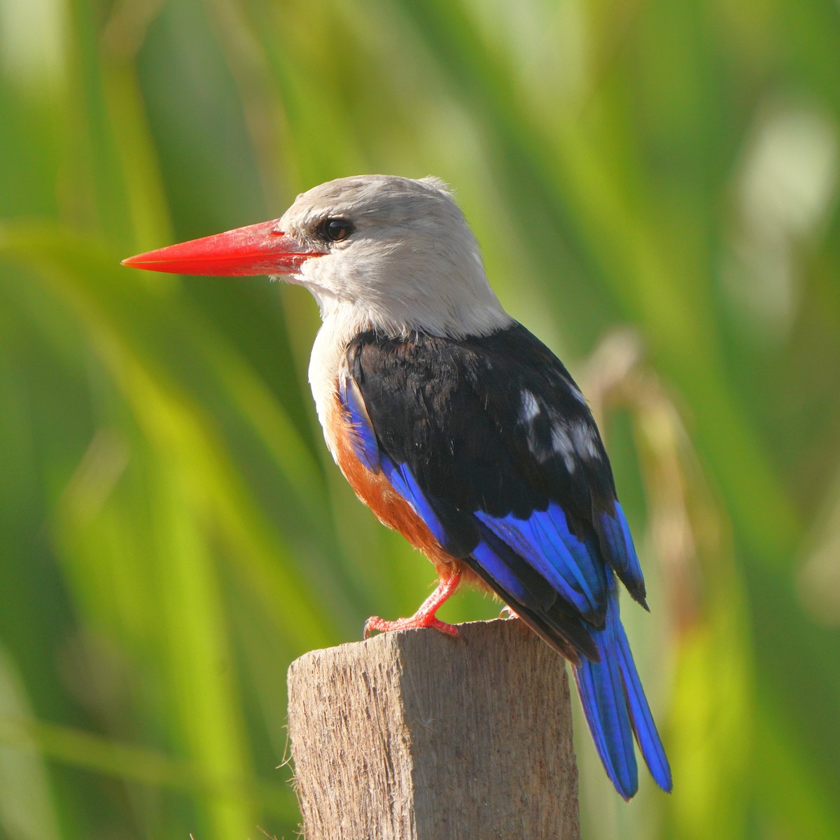 Gray-headed Kingfisher - ML615382783