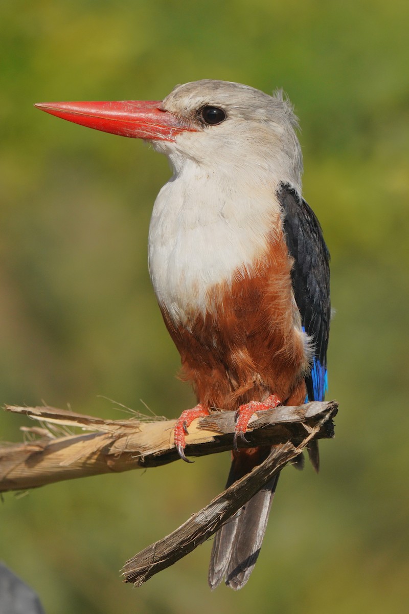 Gray-headed Kingfisher - Jörg Albert