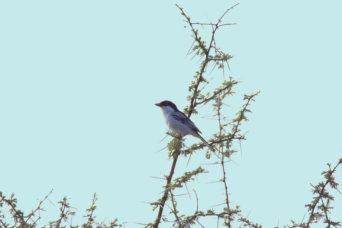 Black-backed Puffback (White-winged) - ML615382791