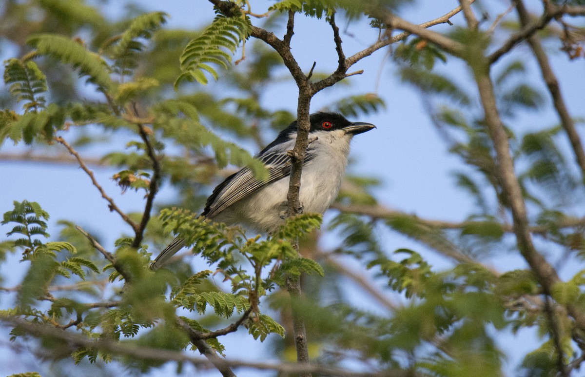 Black-backed Puffback (White-winged) - ML615382792