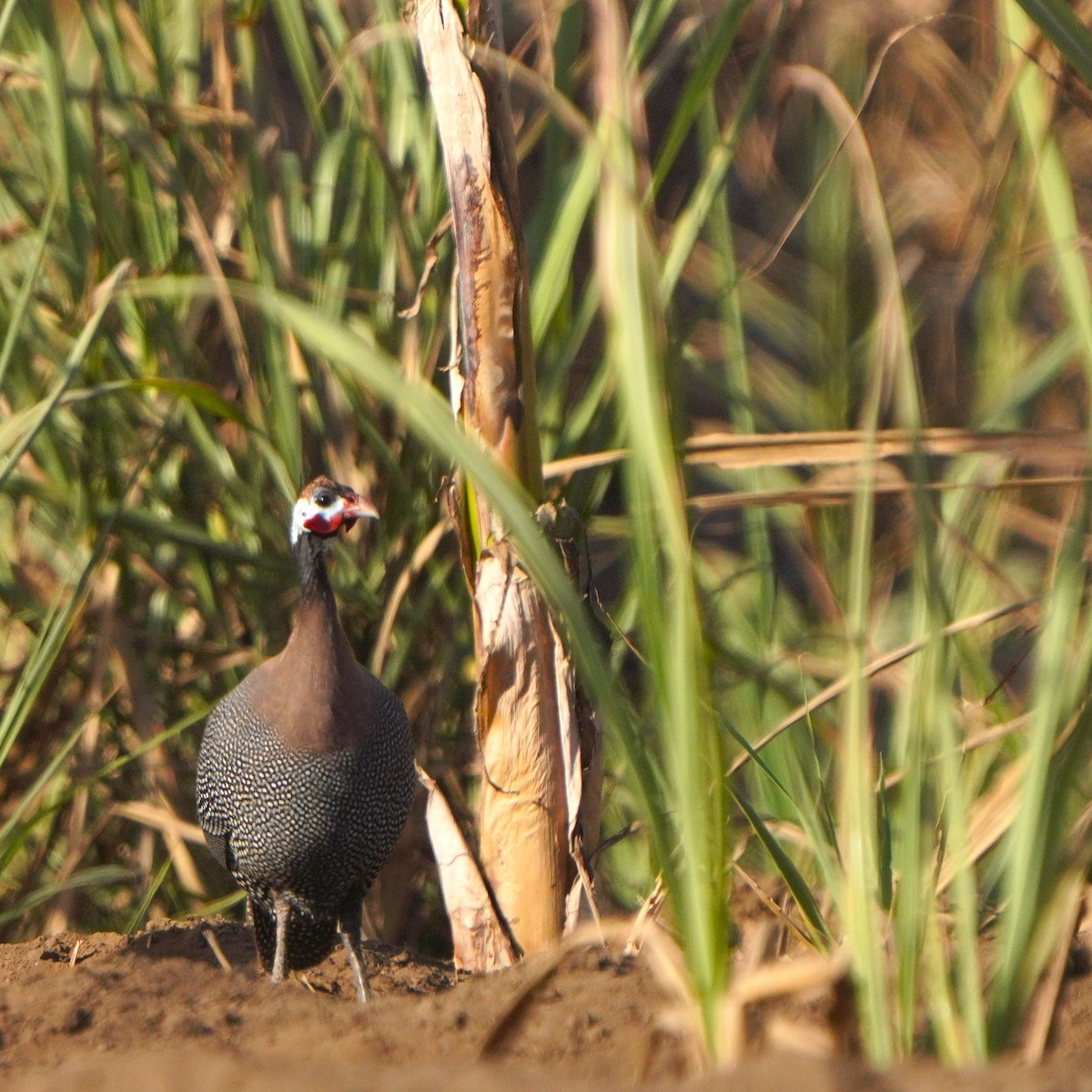 Helmeted Guineafowl - Jörg Albert