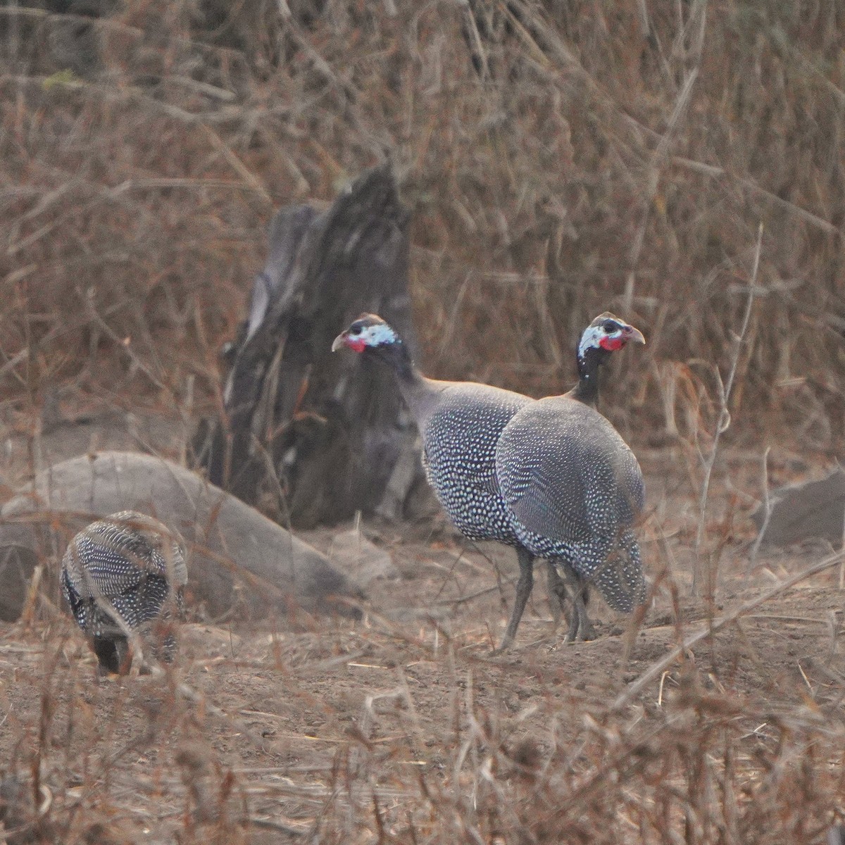 Helmeted Guineafowl - Jörg Albert