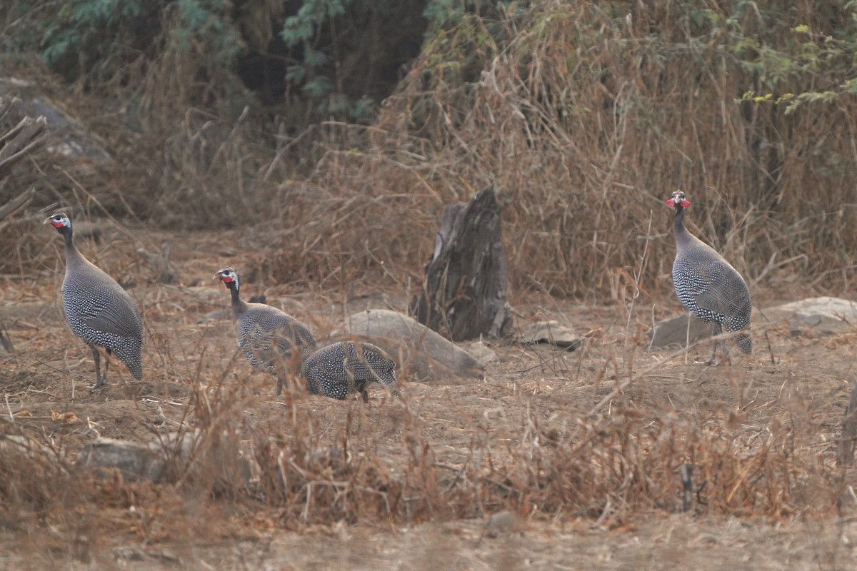 Helmeted Guineafowl - Jörg Albert