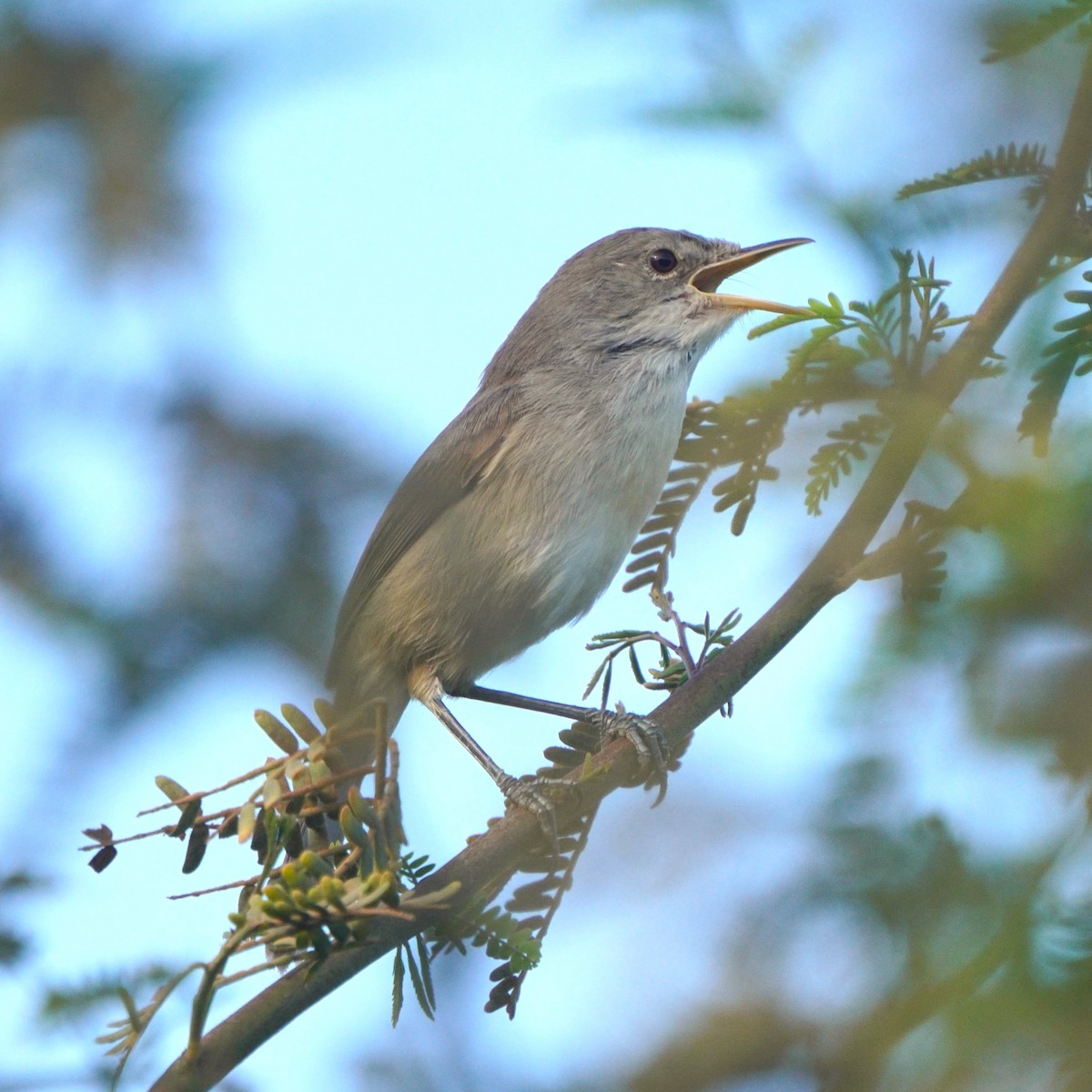 Cape Verde Swamp Warbler - ML615382800