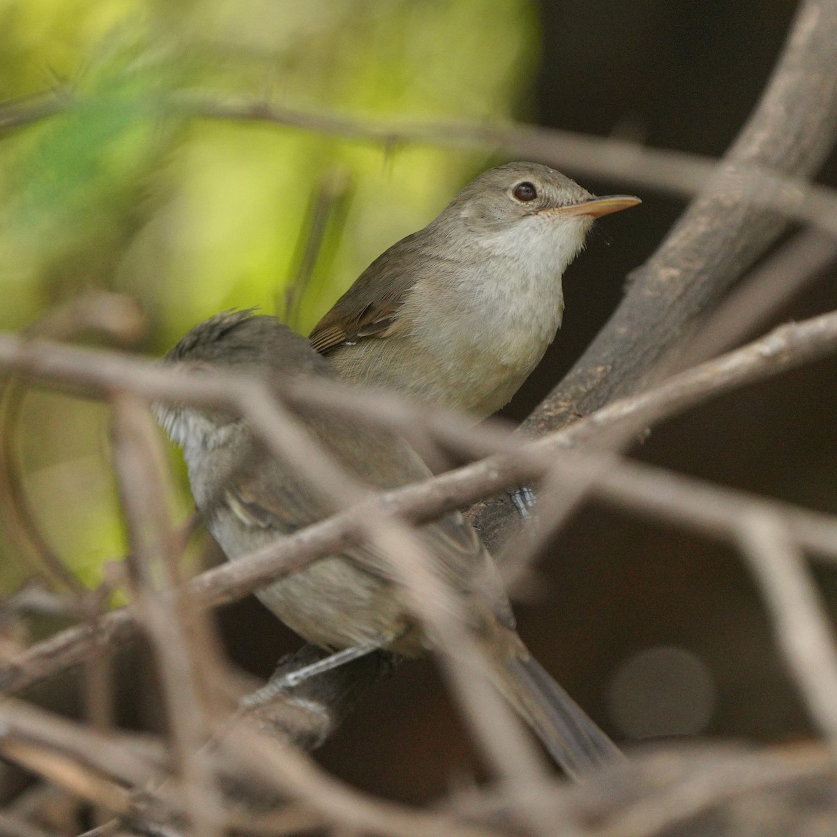 Cape Verde Swamp Warbler - ML615382809