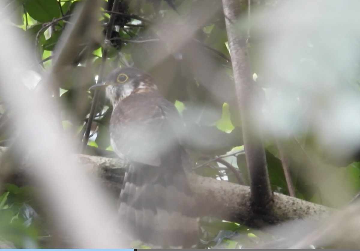 Moustached Hawk-Cuckoo - ML615382813