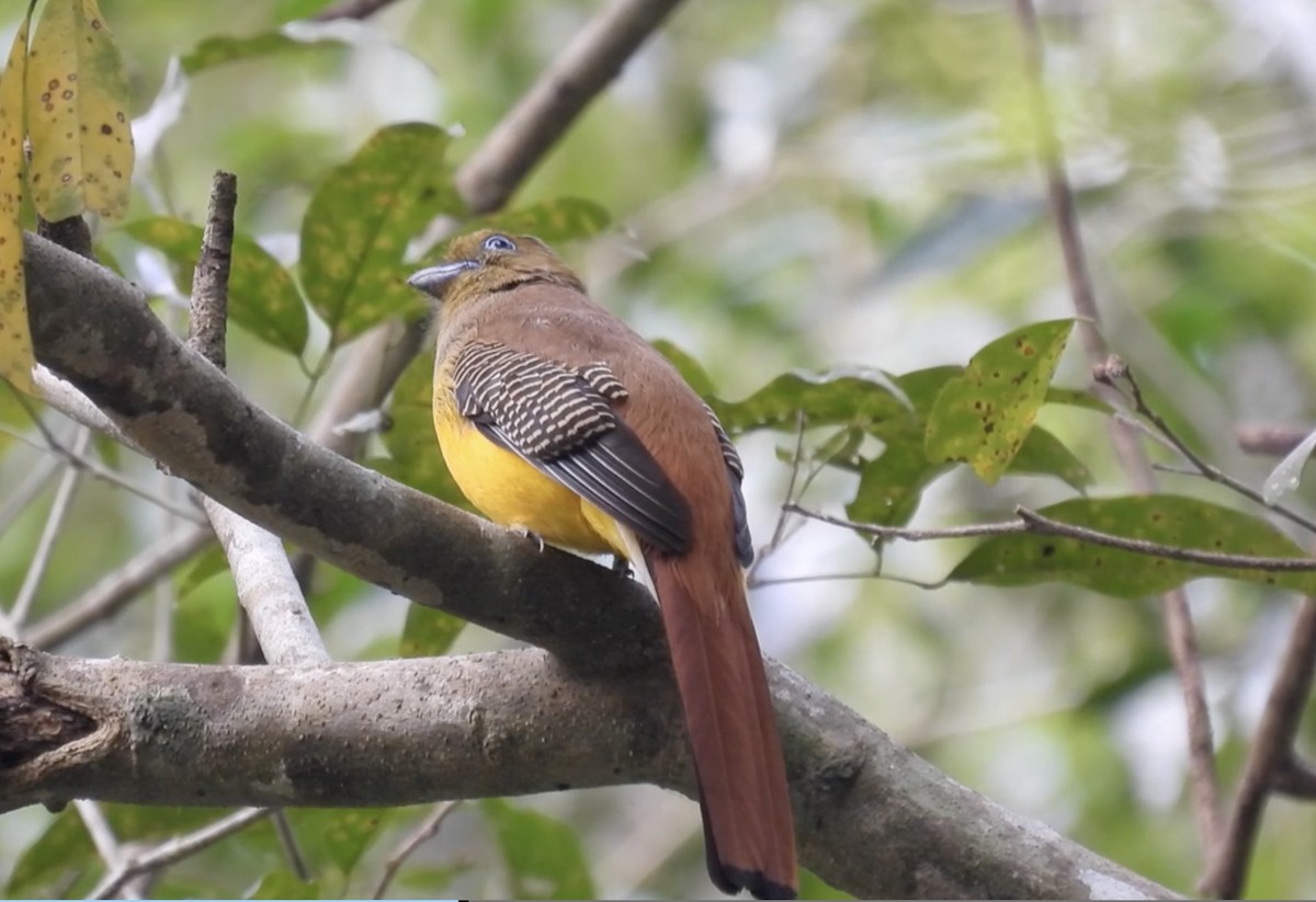 Turuncu Göğüslü Trogon [dulitensis grubu] - ML615382814