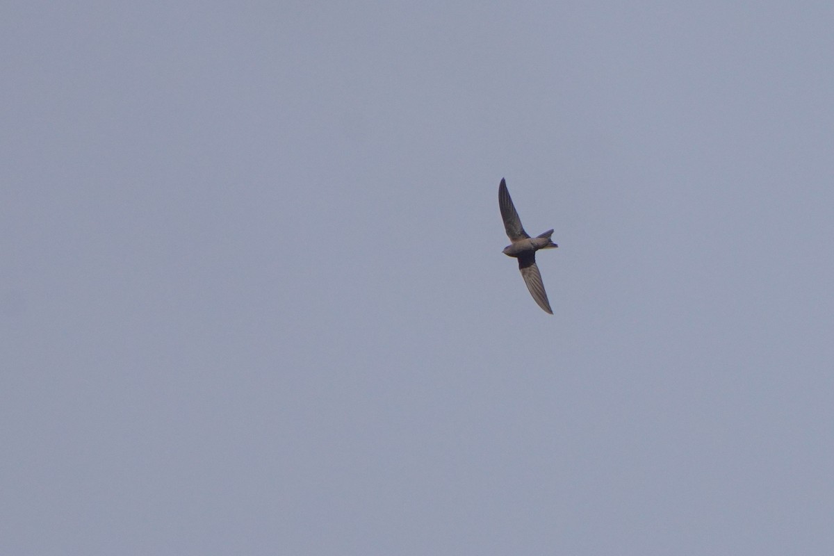 Cape Verde Swift - Jörg Albert