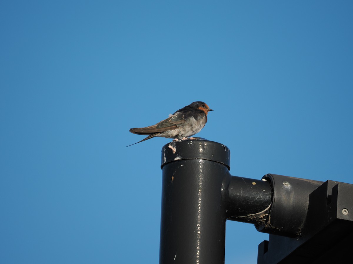 Welcome Swallow - I HSIU YANG