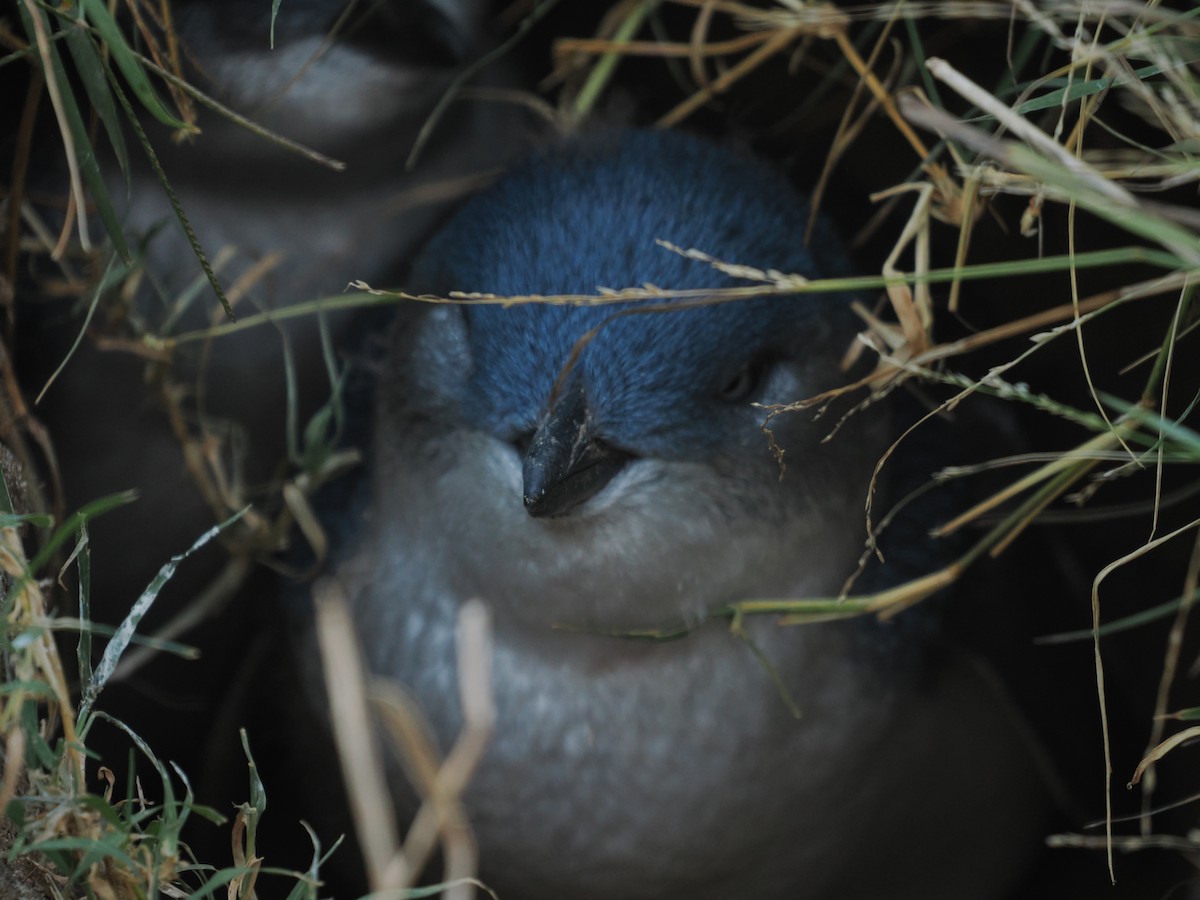 コビトペンギン - ML615382855