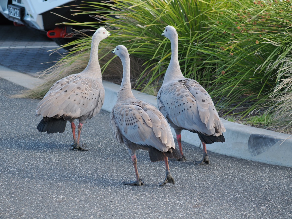 Cape Barren Goose - I HSIU YANG