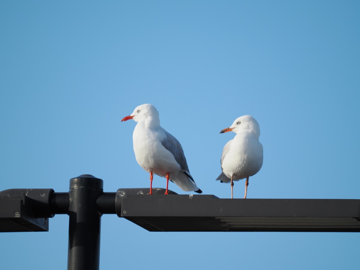 Silver Gull - I HSIU YANG