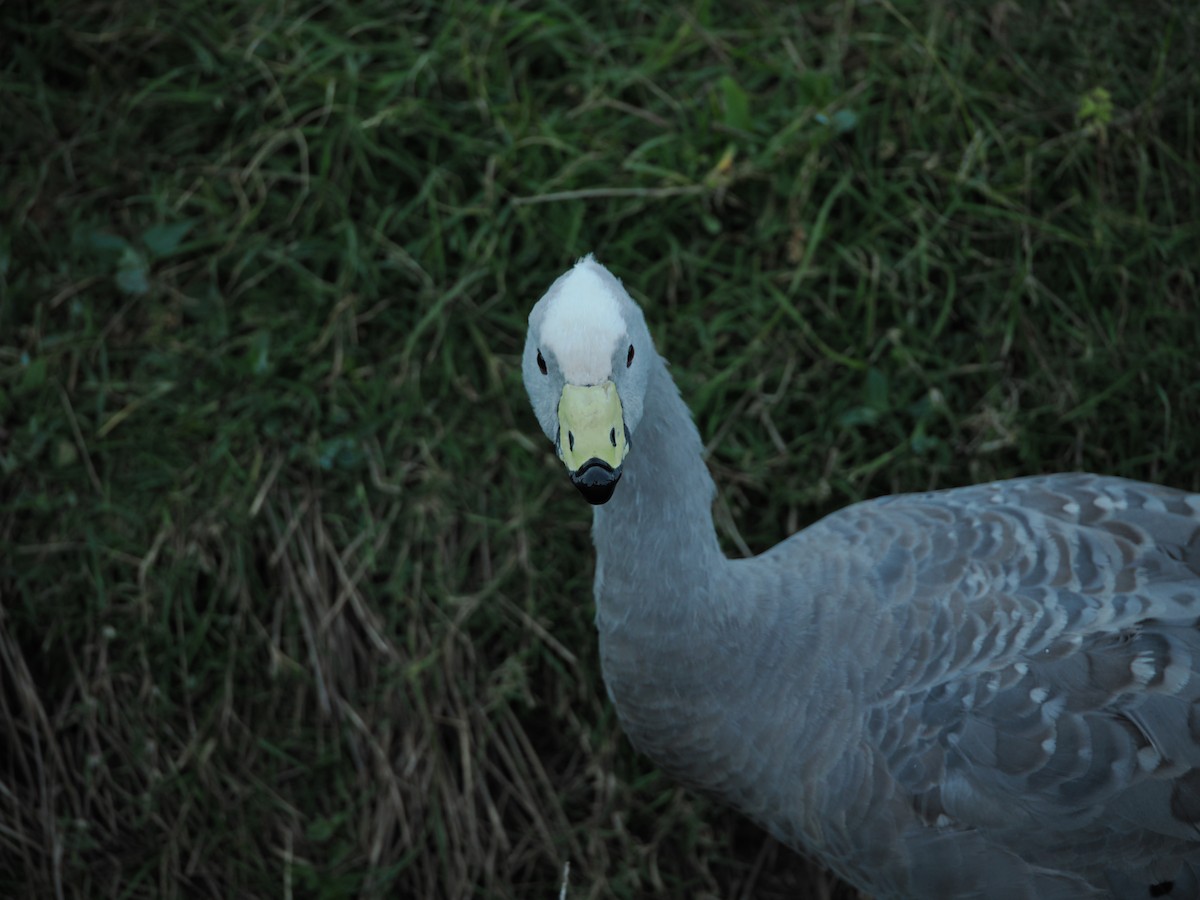 Cape Barren Goose - I HSIU YANG