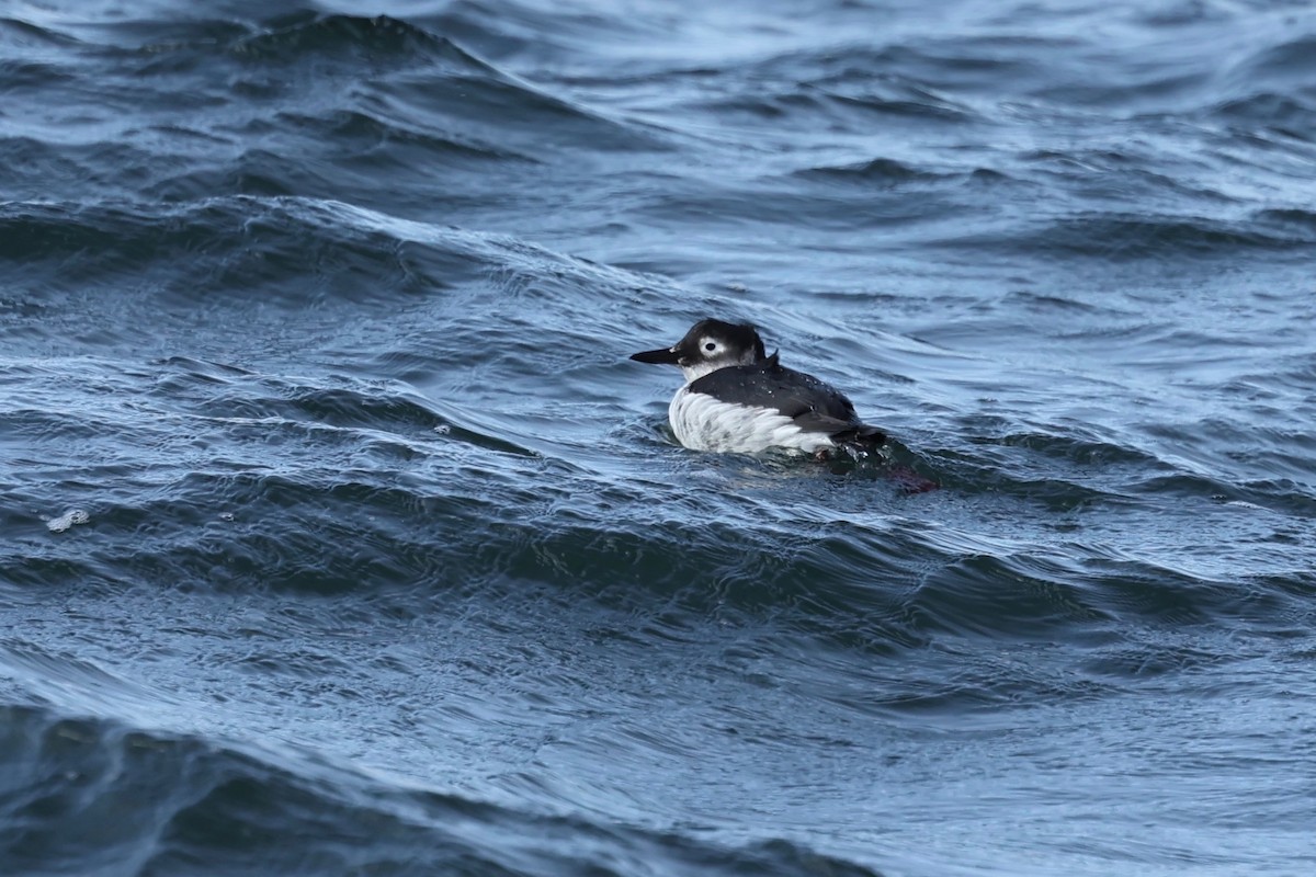 Spectacled Guillemot - Chris Wiley
