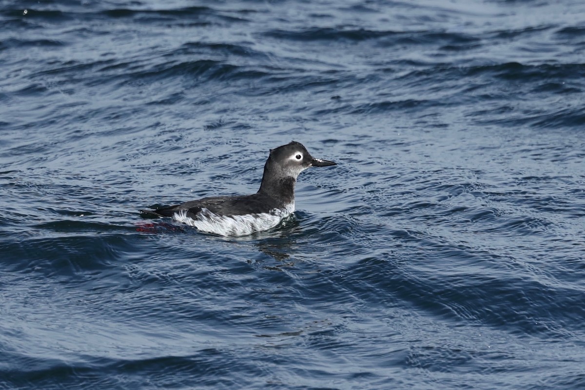 Spectacled Guillemot - ML615382884