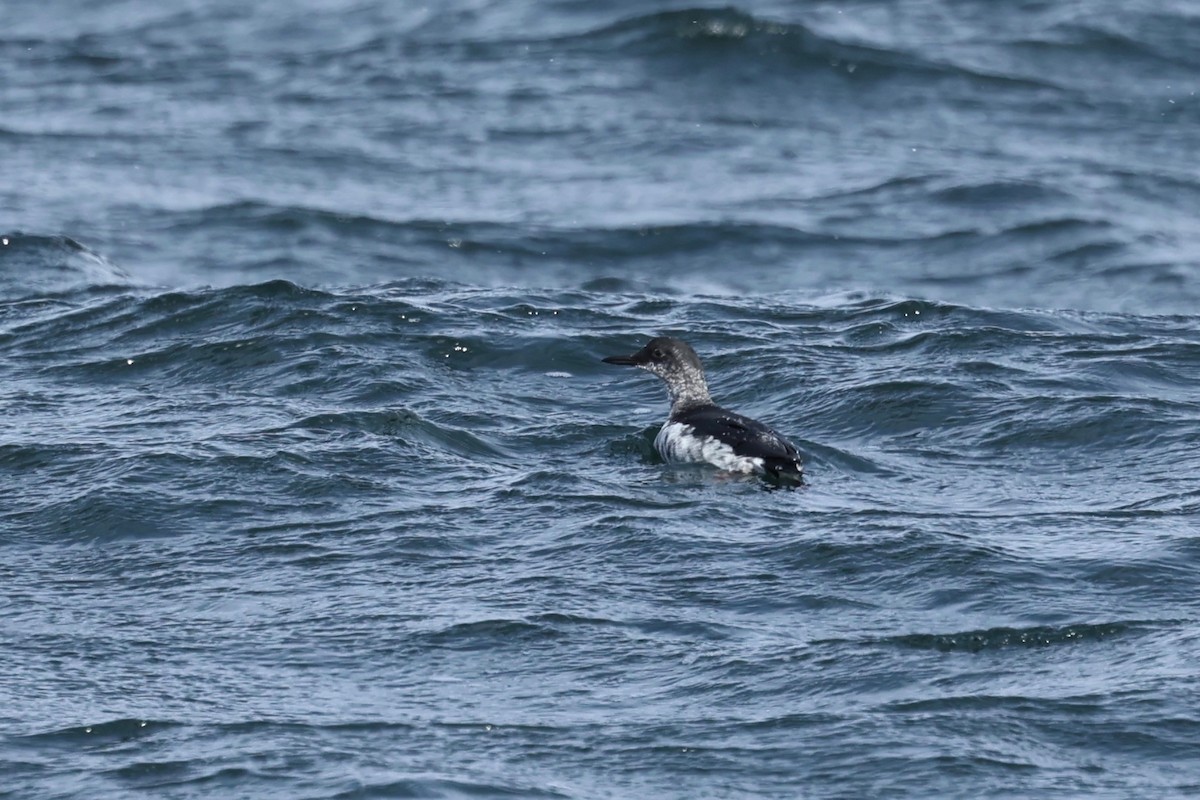 Spectacled Guillemot - Chris Wiley