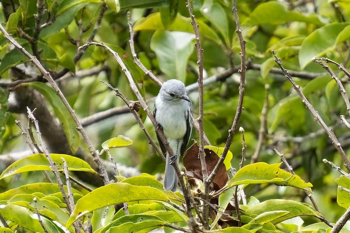 Amazonian Elaenia - Holger Teichmann