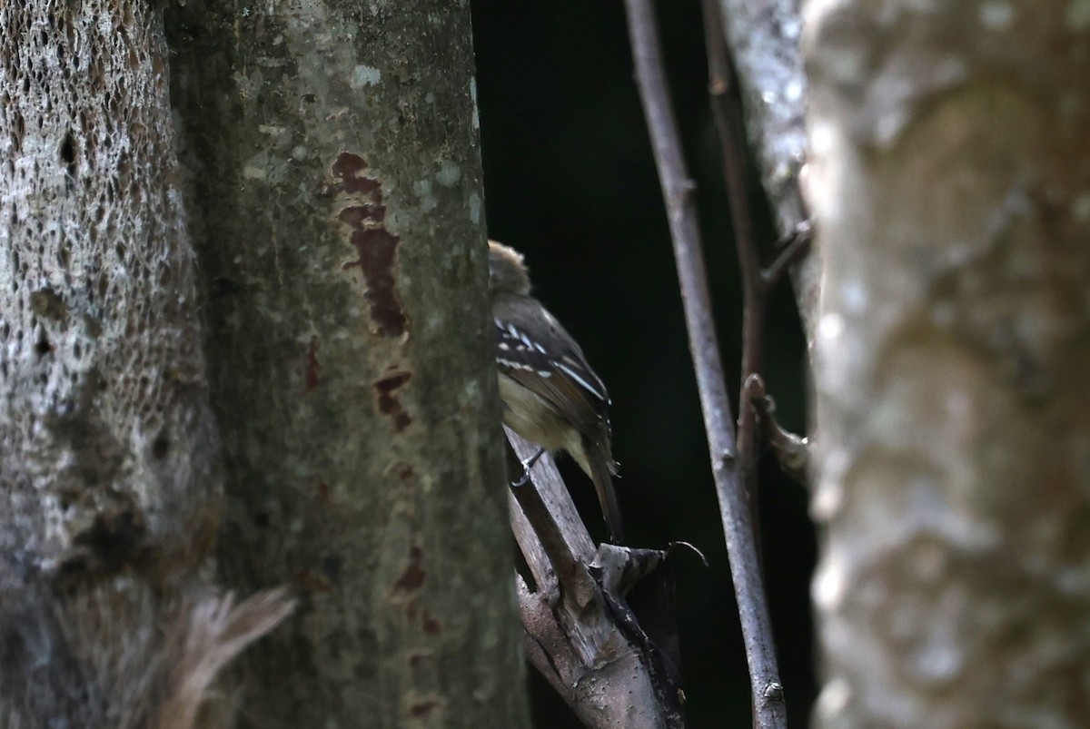 Northern White-fringed Antwren - ML615382943