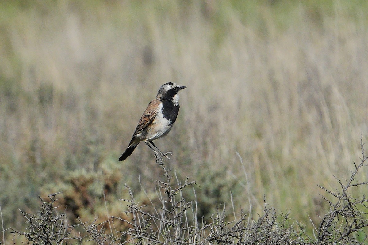 Capped Wheatear - ML615382945