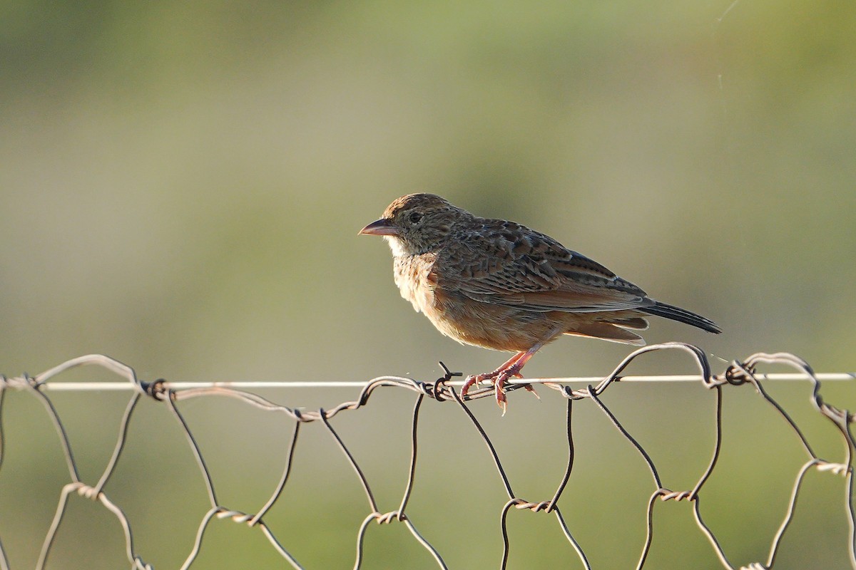 Eastern Clapper Lark - ML615383070