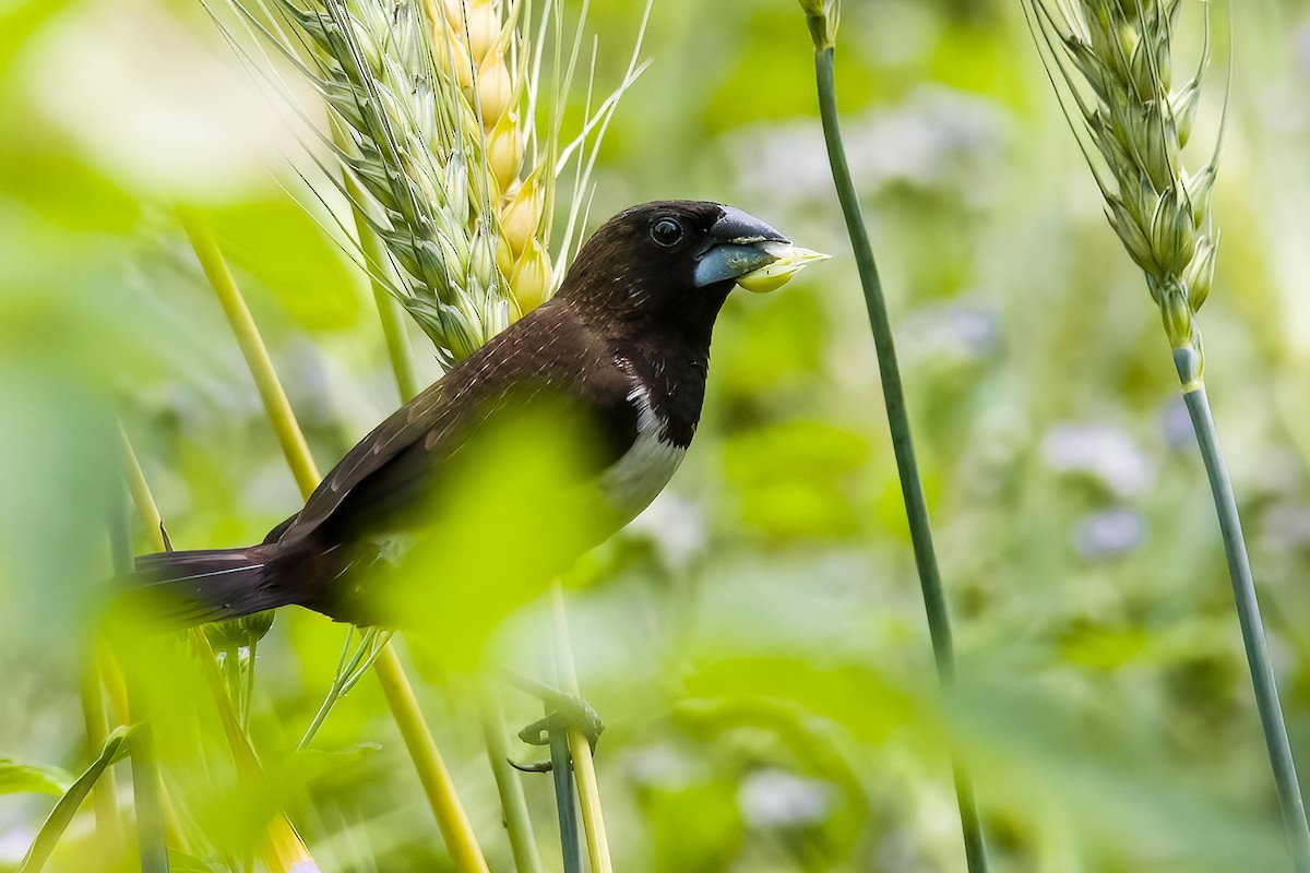 White-rumped Munia - ML615383076