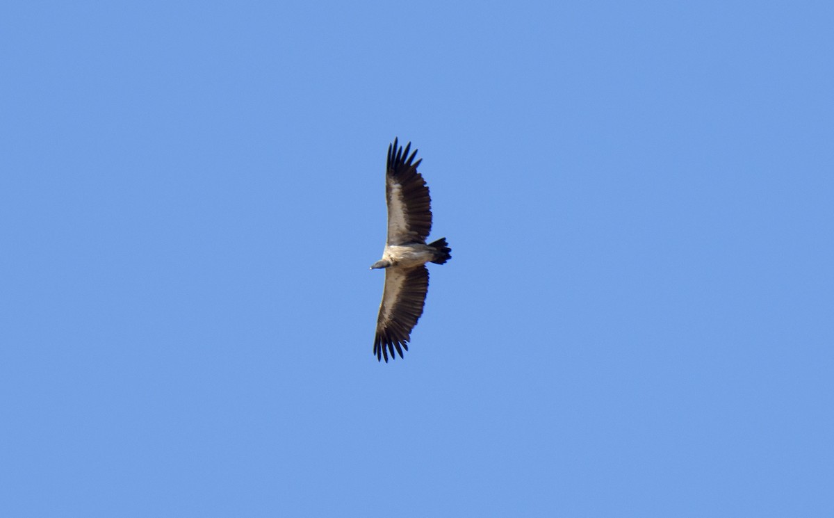 White-backed Vulture - ML615383146