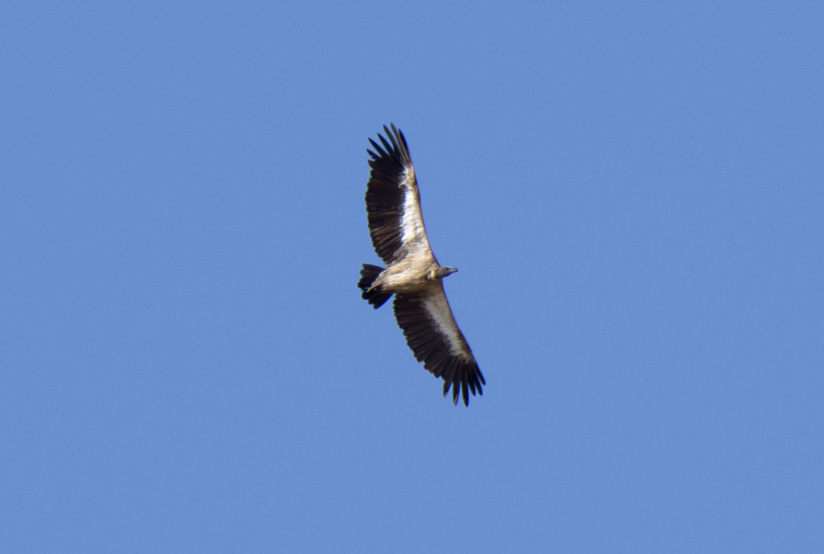 White-backed Vulture - ML615383147