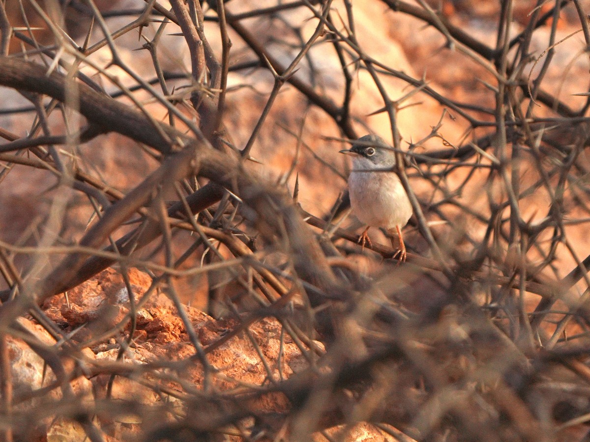 Spectacled Warbler - ML615383149