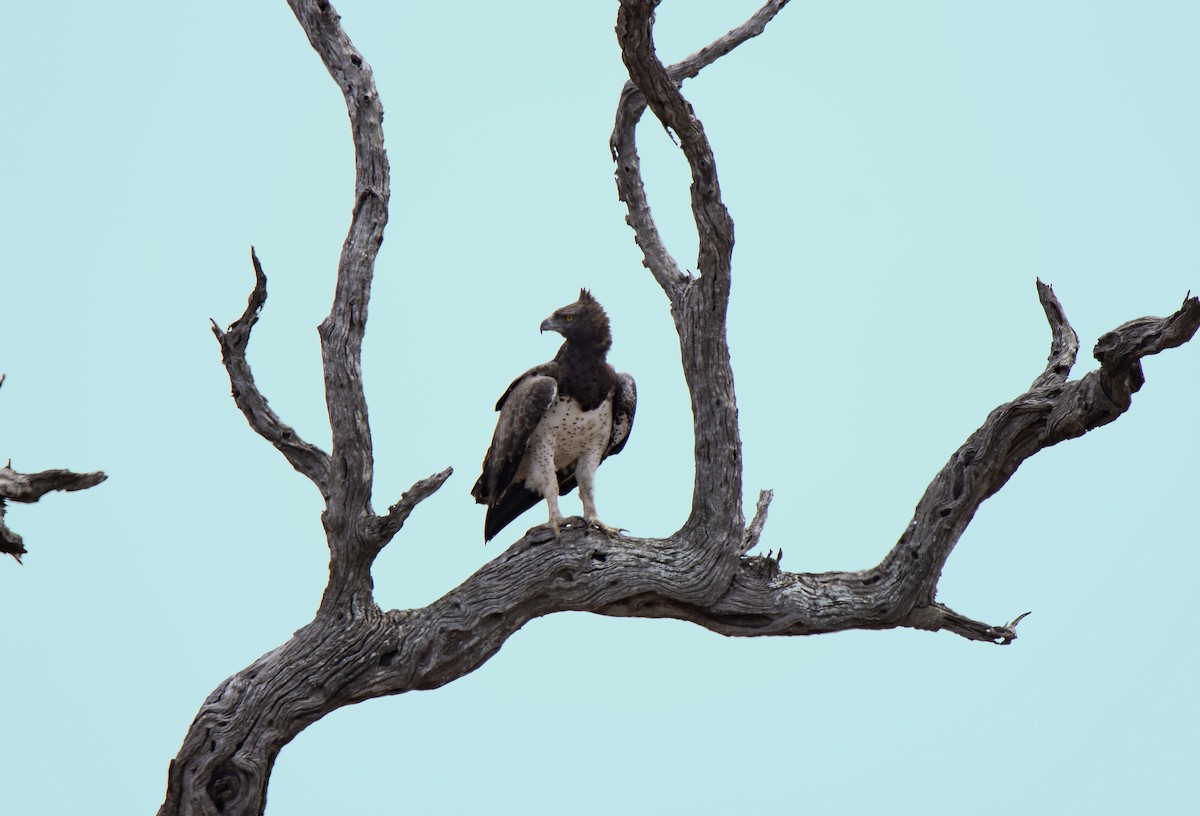 Martial Eagle - ML615383150