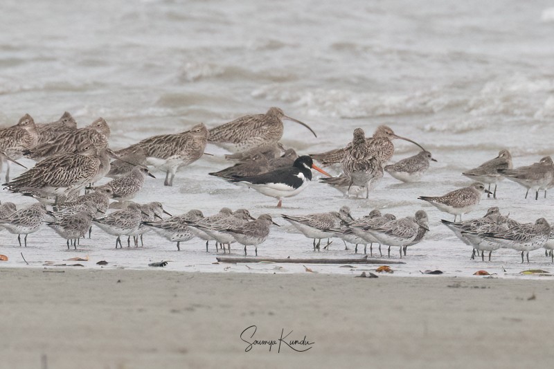 Eurasian Oystercatcher - Soumya Kundu