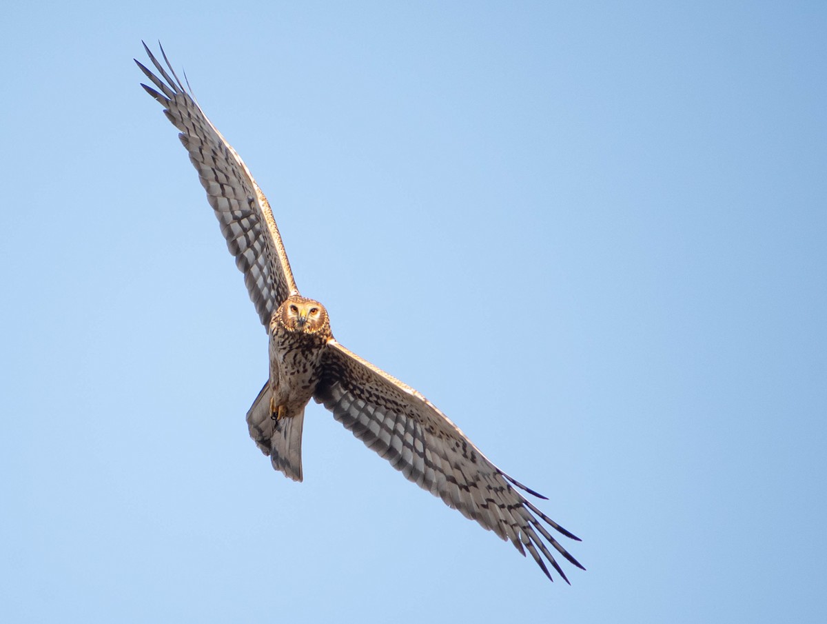 Northern Harrier - ML615383240