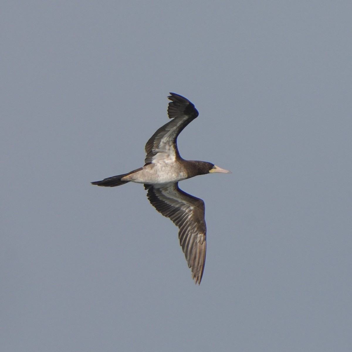 Brown Booby - Jörg Albert