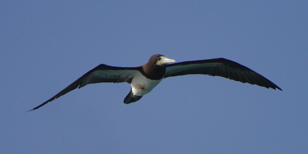 Brown Booby - Jörg Albert