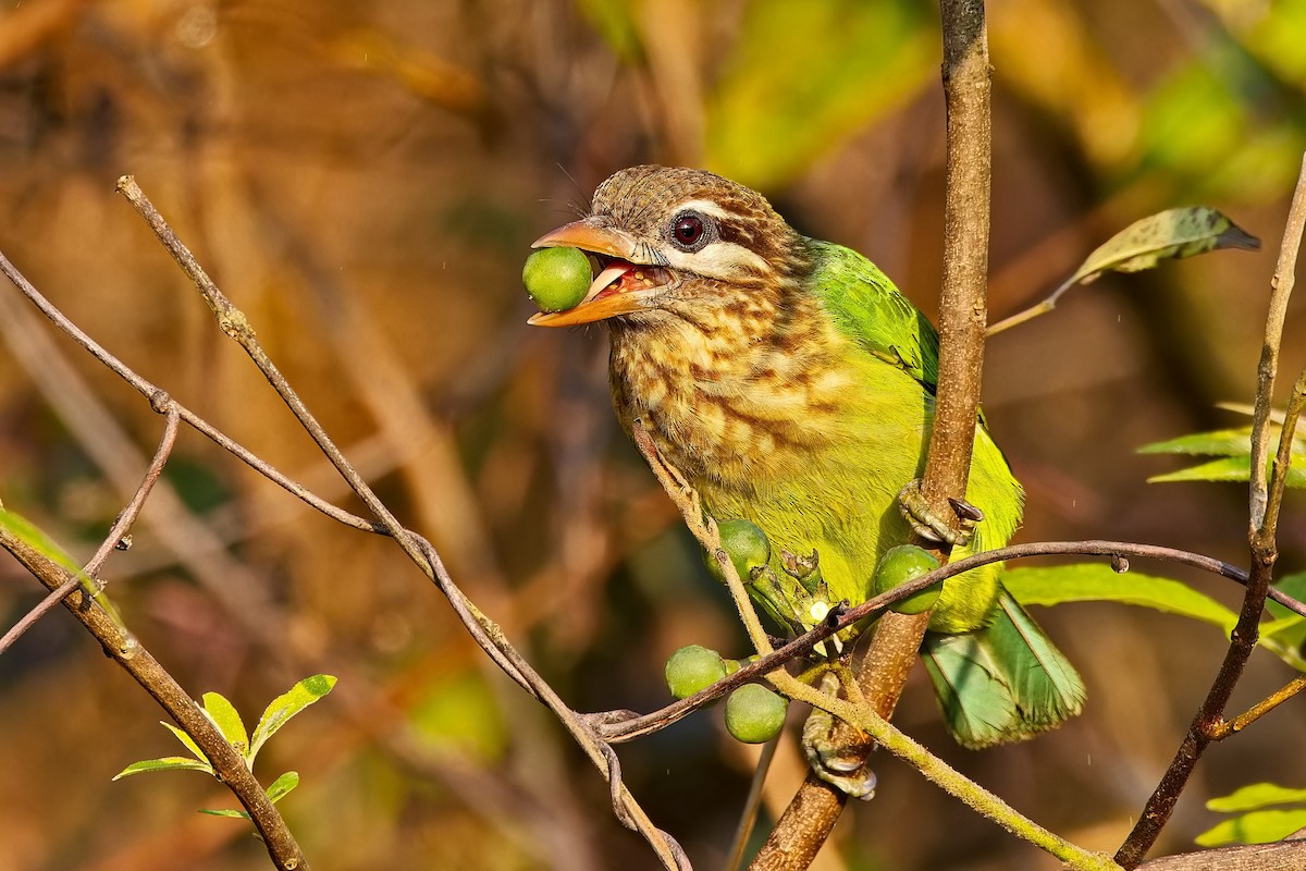 White-cheeked Barbet - ML615383252