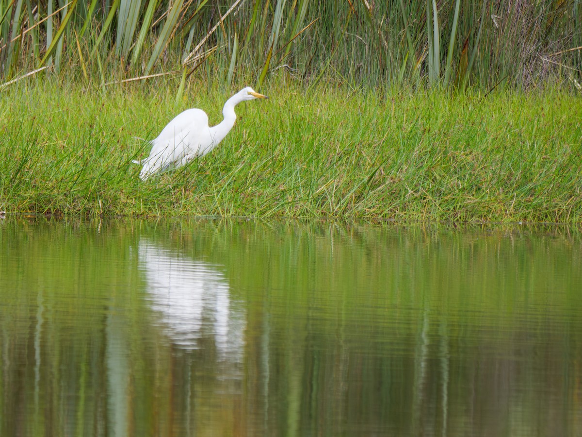 Great Egret - ML615383260