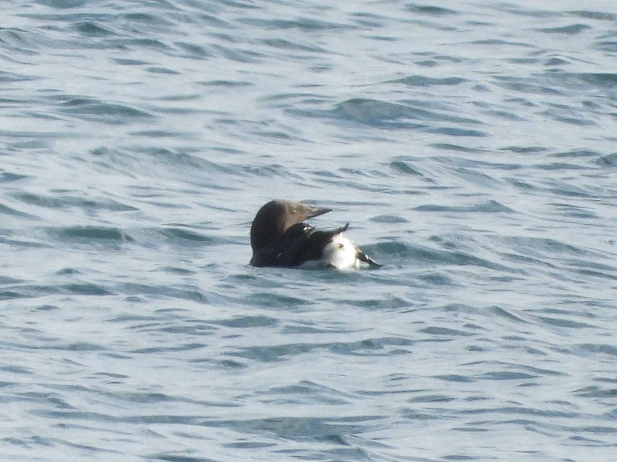 Common Murre - ML615383344