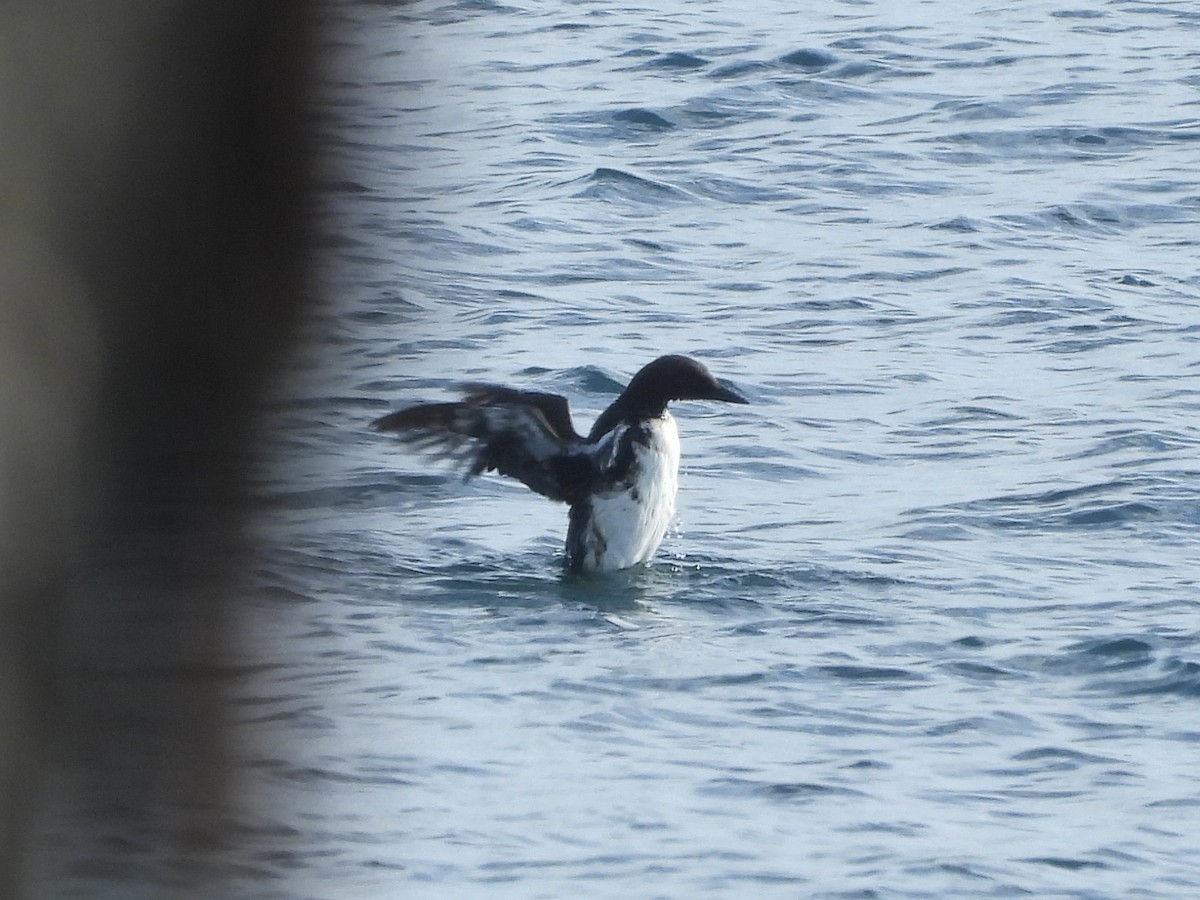 Common Murre - ML615383345