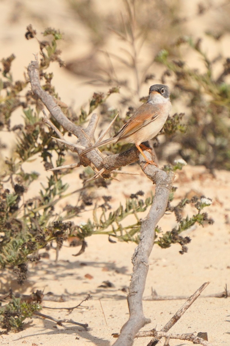 Spectacled Warbler - ML615383363